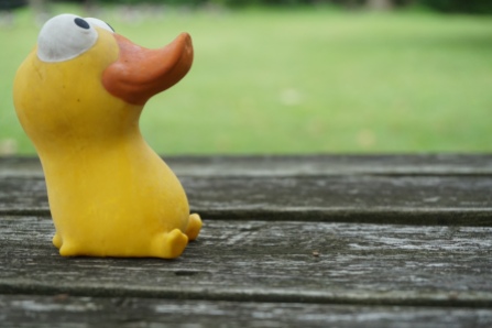 Random duck.