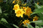 yellowlilies
