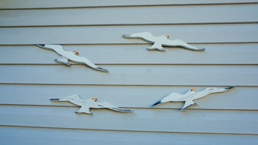 Gulls on my sister's garage.